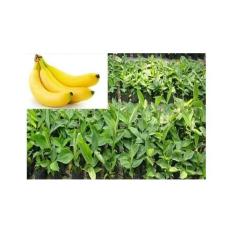 Jual 50 Bibit Pisang Cavendish Kuning Dari Kultur Jaringan