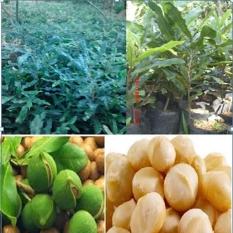 Bibit Murah Pohon Kacang Makadamia Nut per paket 7 bibit