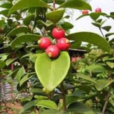 Jual Bibit Pohon Beach Cherry