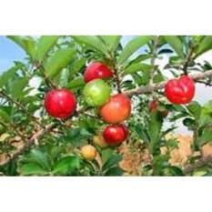 Jual Bibit Pohon Cherry Acerolla Manis -Sweet Acerolla Siap Berbuah