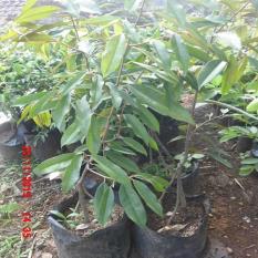 Jual Bibit Pohon Durian Musangking Kaki 3