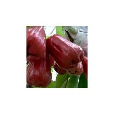 Jual Bibit Pohon Jambu Citra