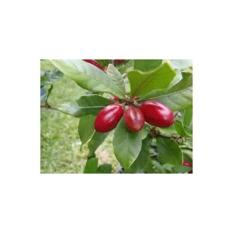Jual Bibit Pohon Miracle Si Buah Ajaib Rasa Asam Jadi Manis