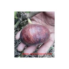 Bibit Pohon Tin brown Arabia