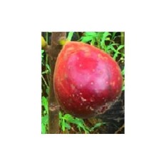 Bibit Pohon Tin Red Israel