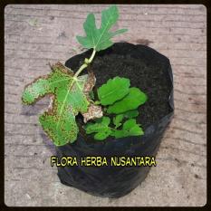 Jual Bibit Tanaman Buah Tin Pohon Tin Bisa Pakai
