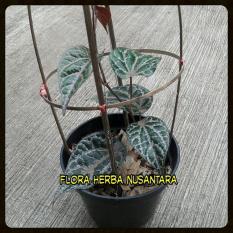 Jual Bibit Tanaman Daun Sirih Merah