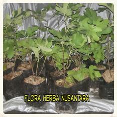 Jual Bibit Tin Pohon Tin Buah Ara Buah Tin Support