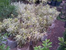 Jual Pohon Song Of India Supplier Aneka Tanaman Indoor