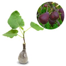 Kebunbibit Tanaman Buah Ara / Tin Purple Jordan 20cm