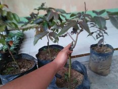 Kelengkeng Merah