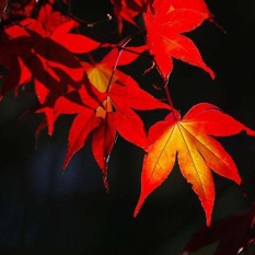 Moonar 20 Pcs/bag MINI Red Maple Bibit Pohon Tanaman untuk Dekorasi Taman Rumah-Internasional