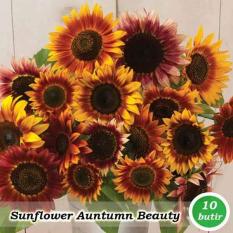 Obral Murah Benih-Bibit Bunga Matahari Auntumn Beauty (Haira Seed)