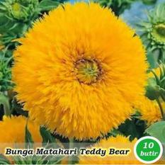 Obral Murah Benih-Bibit Bunga Matahari Teddy Bear (Haira Seed)