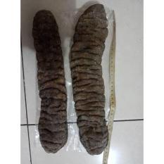 ORIGINAL - 2Pc Teripang Jumbo Panjang 36Cm. Haisom Belitung