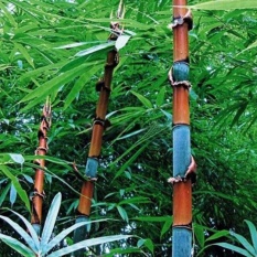 Oscar Store 100 Pcs Phyllostachys Pubescens Moso Bambu Penanaman Bibit Abadi Rumah Tanaman-Intl