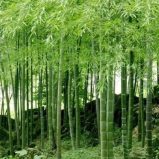 Oscar Store 100 Pcs Phyllostachys Pubescens Moso Bambu Penanaman Bibit Abadi Rumah Tanaman-Intl
