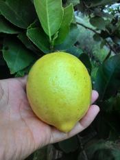Bibit Pohon Jeruk Lemon Kuning per paket isi 10 bibit