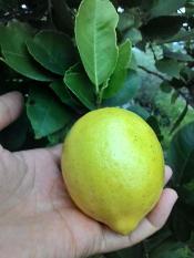 Bibit Pohon Jeruk Lemon Kuning per Paket isi 15 bibit