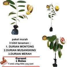 PAKET 3 BIBIT TANAMAN DURIAN MONTONG-MUSANGKING-MERAH
