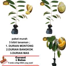 PAKET 3 BIBIT TANAMAN DURIAN MONTONG,BANGKOK,MAS