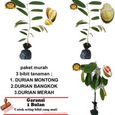 PAKET 3 BIBIT TANAMAN DURIAN MONTONG,BANGKOK,MERAH
