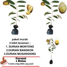 PAKET 3 BIBIT TANAMAN DURIAN MONTONG,BANGKOK,MUSANGKING