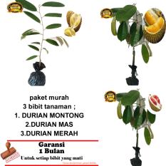 PAKET 3 BIBIT TANAMAN DURIAN MONTONG,MAS,MERAH