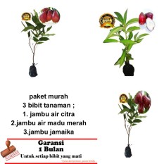PAKET 3 BIBIT TANAMAN JAMBU AIR CITRA,JAMAIKA,MADU MERAH