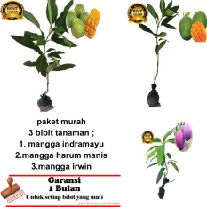 PAKET 3 BIBIT TANAMAN MANGGA INDRAMAYU,ARUM MANIS ,IRWIN