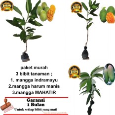 PAKET 3 BIBIT TANAMAN MANGGA INDRAMAYU,ARUM MANIS ,MAHATIR