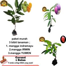 PAKET 3 BIBIT TANAMAN MANGGA INDRAMAYU,IRWIN ,YUWEN