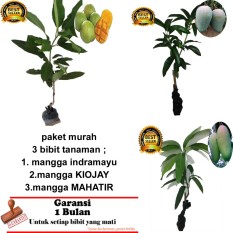 PAKET 3 BIBIT TANAMAN MANGGA INDRAMAYU,KIOJAY ,MAHATIR