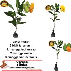 PAKET 3 BIBIT TANAMAN MANGGA INDRAMAYU,MADU ,ARUM MANIS