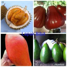 Paket berkebun Durian Jambu Mangga dan Alpukat