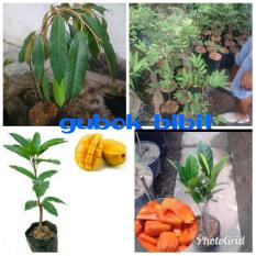 Paket Bibit 4Btg -Mangga Chokanan-Kelngkeng Pingpong-Nangka Madu-Durian Musangking