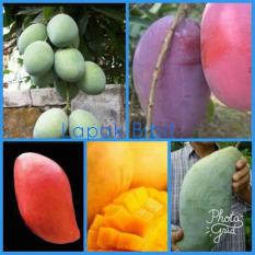 Paket Bibit Mangga 5 Pohon