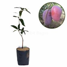 Paket Bibit Mangga Brasil - Brazil - Bibit + Planter Bag 25L