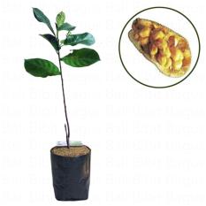 Paket Bibit Nangkadak - Bibit + Planter Bag 25L