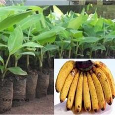 Bibit Pisang Barangan Merah Per Paket Isi 100 Bibit Kultur Jaringan
