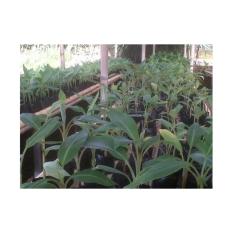 Paket Bibit Pisang Cavendis Sun Pride 10 Pohon