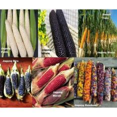 Paket Hemat Bibit Benih Biji Jagung Mudah Tumbuh