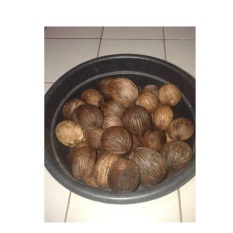 Pengusir Tikus anti tikus Buah simpalak / buah bintaro bkn racun