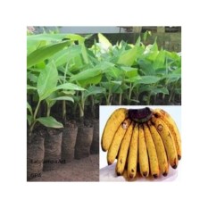 Pisang Barangan Merah Bibit Kultur Jaringan per paket isi 10 bibit
