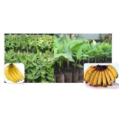 Pisang Cavendish Kuning Dan Barangan Merah Bibit Dari Kultur Jaringan per paket isi 20 bibit