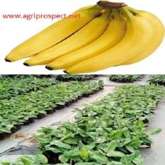 Pisang Cavendish Kuning Dari Kultur Jaringan per Paket isi 15 bibit
