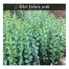 Pohon bidara arab