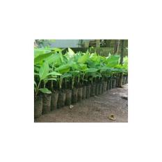 Promo 20 Bibit Pisang Barangan Merah(Medan) Kultur Jaringan