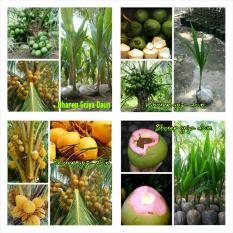 Promo Bibit Kelapa Pandan Wangi Thailan Kopyor Gading Dan Wulung