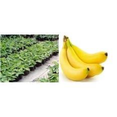 Promo Jual 25 Bibit Pohon Pisang Cavendish Kuning Kultur Jaringan